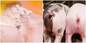 Business - Fotografie Schweine beim Fressen und Futter